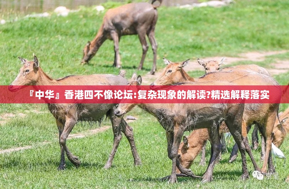 『中华』香港四不像论坛:复杂现象的解读?精选解释落实