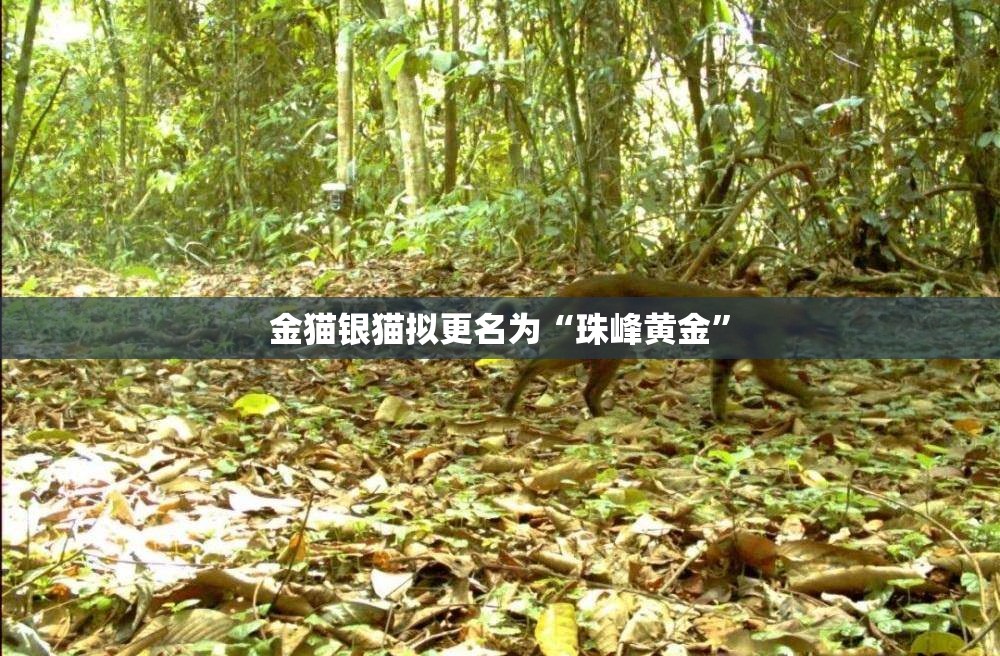 金猫银猫拟更名为“珠峰黄金”
