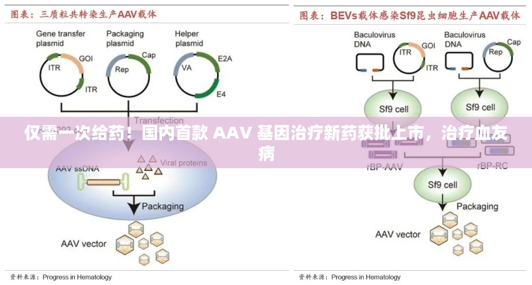 仅需一次给药！国内首款 AAV 基因治疗新药获批上市，治疗血友病