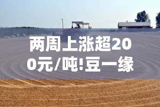 两周上涨超200元/吨!豆一缘何强势反弹？
